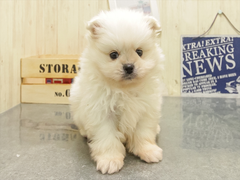 岩手県のペキポメ/ポメペキ(ペキニーズ×ポメラニアン) (ワンラブイオンモール盛岡店/2025年10月25日生まれ/男の子/クリーム)の子犬の3枚目の画像