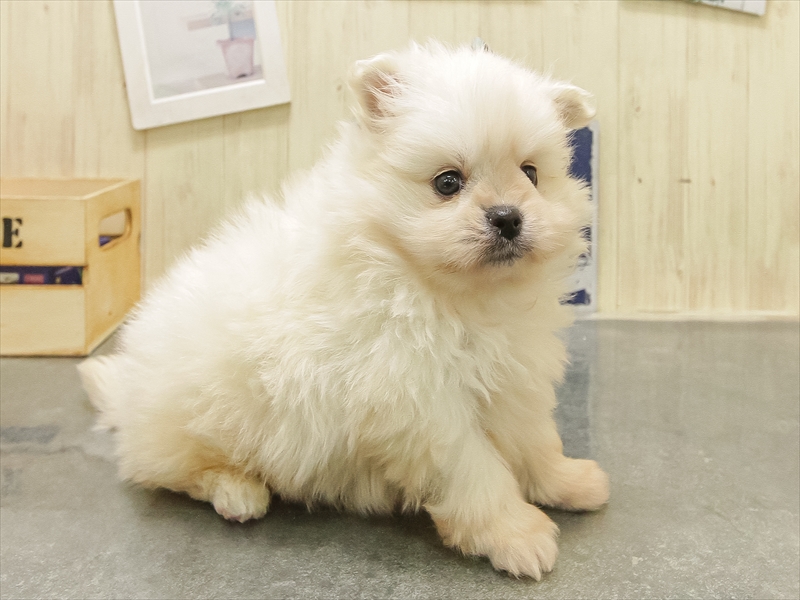 岩手県のペキポメ/ポメペキ(ペキニーズ×ポメラニアン) (ワンラブイオンモール盛岡店/2025年10月25日生まれ/男の子/クリーム)の子犬の2枚目の画像
