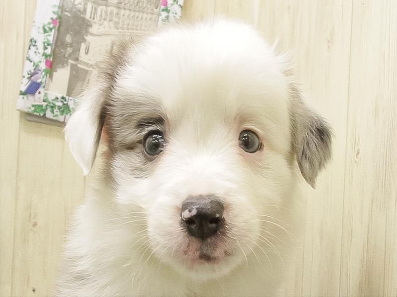 愛知県のボーダーコリー (ワンラブペッツビレッジ アピタ刈谷店(FC)/2025年10月24日生まれ/女の子/ブルーマール)の子犬の1枚目の画像