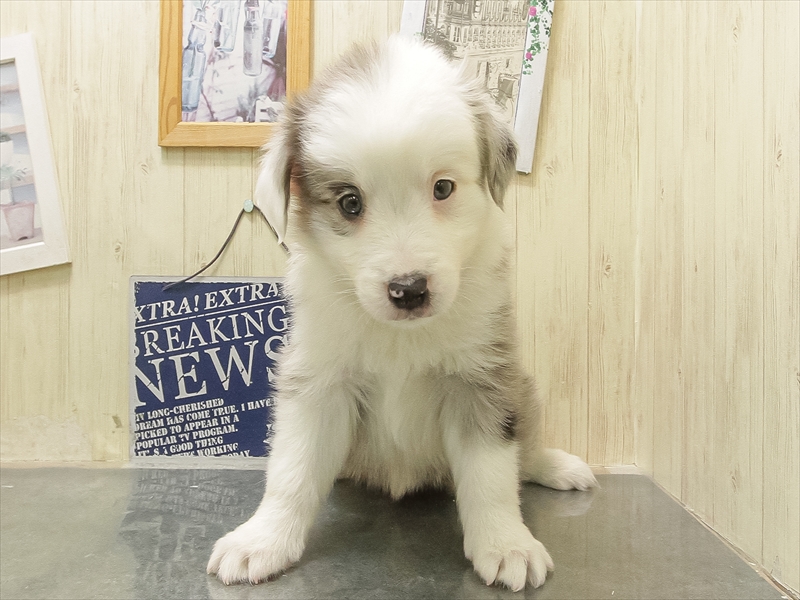 愛知県のボーダーコリー (ワンラブペッツビレッジ アピタ刈谷店(FC)/2025年10月24日生まれ/女の子/ブルーマール)の子犬の3枚目の画像