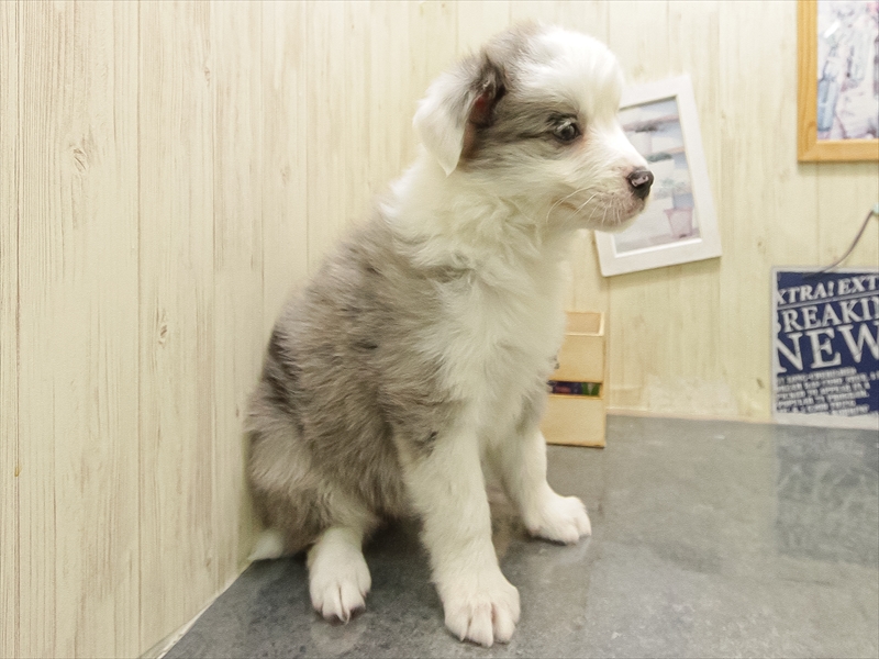 愛知県のボーダーコリー (ワンラブペッツビレッジ アピタ刈谷店(FC)/2025年10月24日生まれ/女の子/ブルーマール)の子犬の2枚目の画像