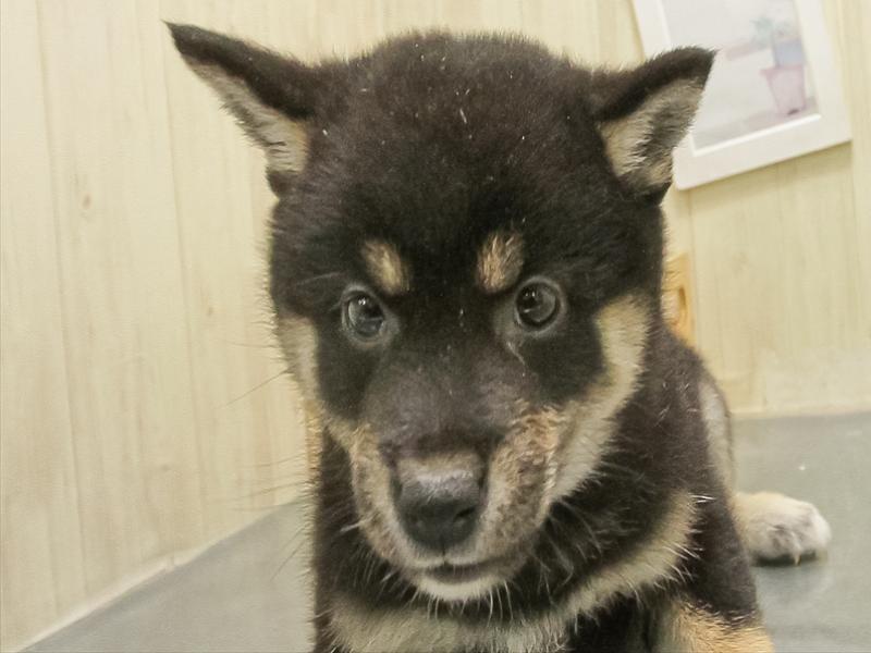 静岡県の柴犬(標準サイズ) (ワンラブカインズ沼津店/2025年10月25日生まれ/女の子/黒)の子犬の1枚目の画像