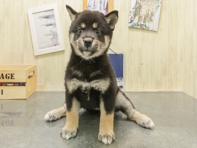 静岡県の柴犬(標準サイズ) (ワンラブカインズ沼津店/2025年10月25日生まれ/女の子/黒)の子犬の3枚目の画像