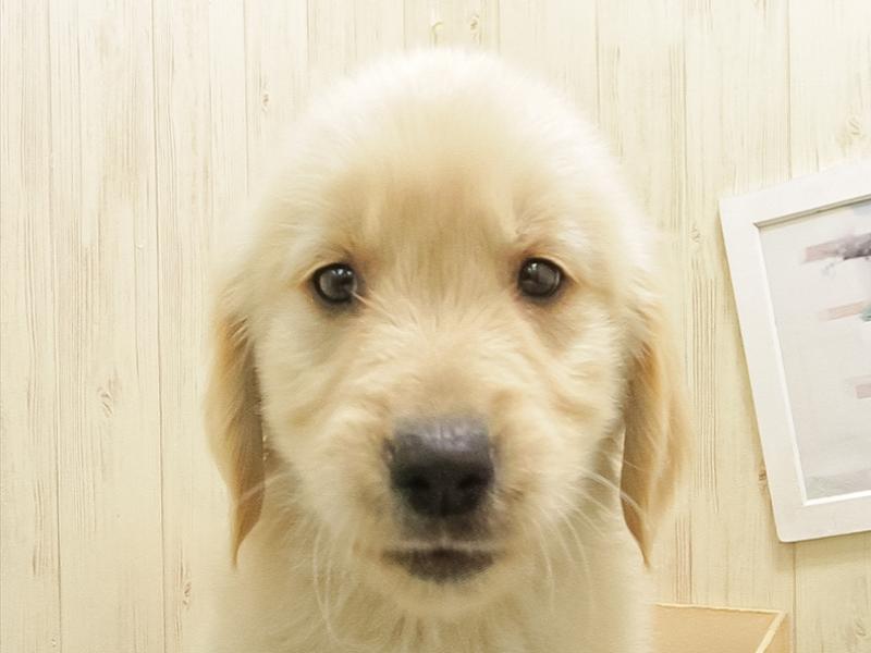 愛知県のゴールデンレトリバー (ワンラブ星崎店(FC)/2025年10月24日生まれ/女の子/ゴールデン)の子犬の1枚目の画像