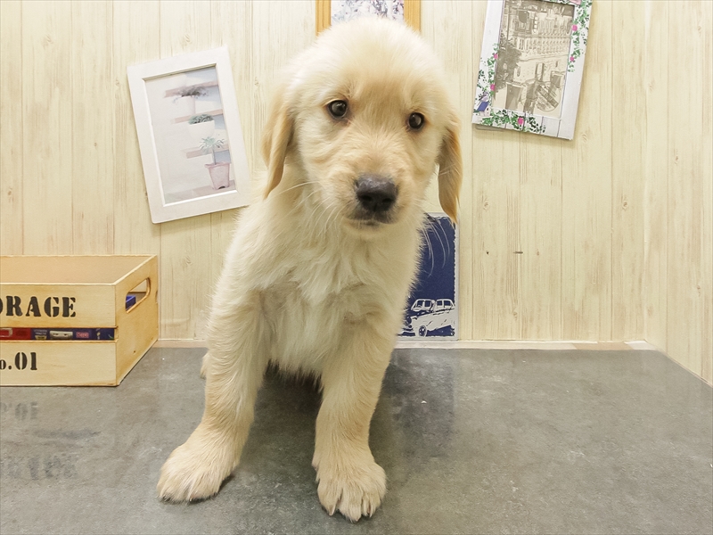 愛知県のゴールデンレトリバー (ワンラブ星崎店(FC)/2025年10月24日生まれ/女の子/ゴールデン)の子犬の3枚目の画像