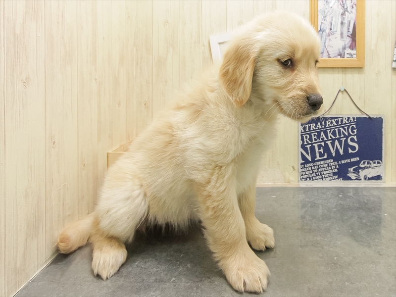 愛知県のゴールデンレトリバー (ワンラブ星崎店(FC)/2025年10月24日生まれ/女の子/ゴールデン)の子犬の2枚目の画像