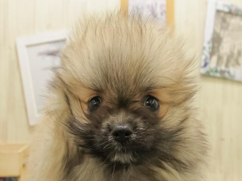 鹿児島県のポメラニアン (ワンラブニシムタ与次郎店/2025年10月23日生まれ/男の子/ウルフセーブル)の子犬