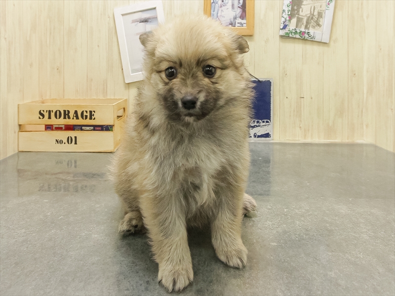 愛知県のポメラニアン (ワンラブMEGAﾄﾞﾝ･ｷﾎｰﾃ ｸﾗｽﾎﾟ蒲郡店/2025年10月26日生まれ/女の子/オレンジセーブル)の子犬の3枚目の画像