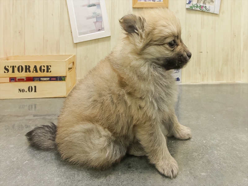 愛知県のポメラニアン (ワンラブMEGAﾄﾞﾝ･ｷﾎｰﾃ ｸﾗｽﾎﾟ蒲郡店/2025年10月26日生まれ/女の子/オレンジセーブル)の子犬の2枚目の画像