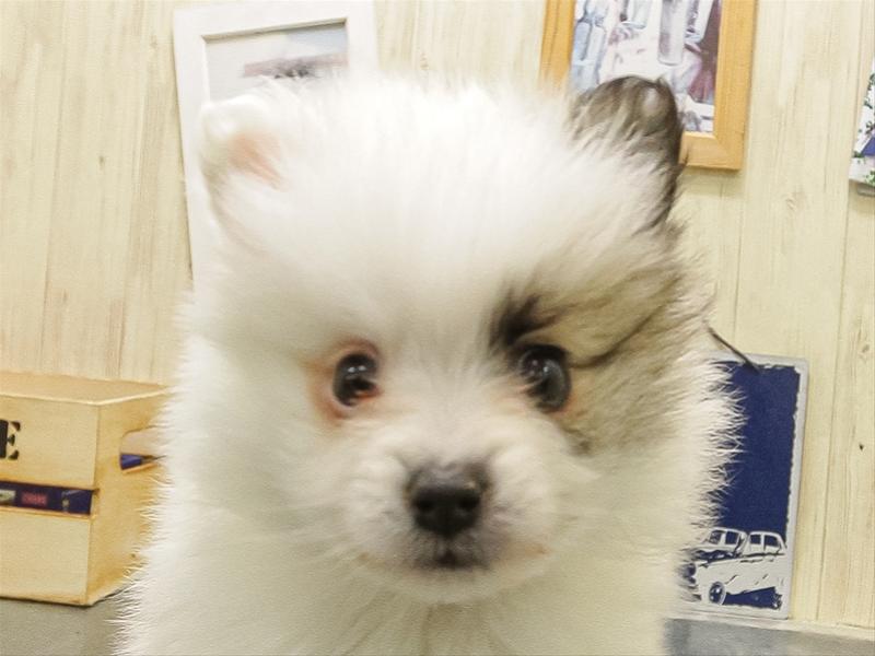 静岡県のポメラニアン (ワンラブカインズ伊東店/2025年10月26日生まれ/男の子/パーティーカラー)の子犬の1枚目の画像