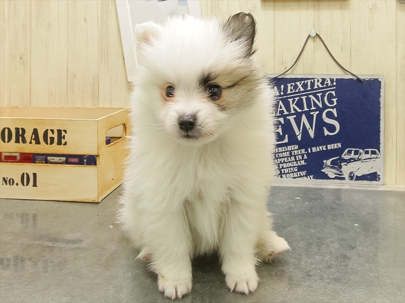 静岡県のポメラニアン (ワンラブカインズ伊東店/2025年10月26日生まれ/男の子/パーティーカラー)の子犬の3枚目の画像