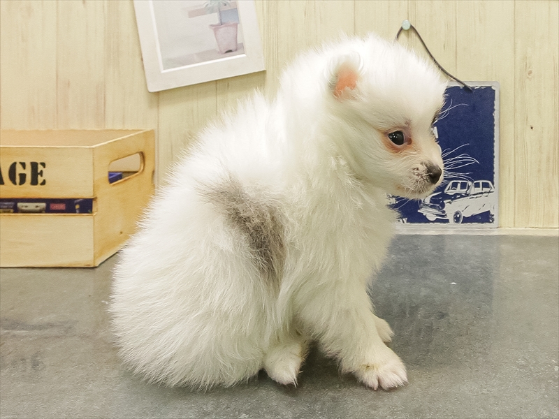 静岡県のポメラニアン (ワンラブカインズ伊東店/2025年10月26日生まれ/男の子/パーティーカラー)の子犬の2枚目の画像