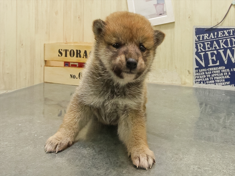 岩手県の豆柴 (ワンラブイオンモール盛岡店/2025年10月25日生まれ/女の子/赤)の子犬の3枚目の画像