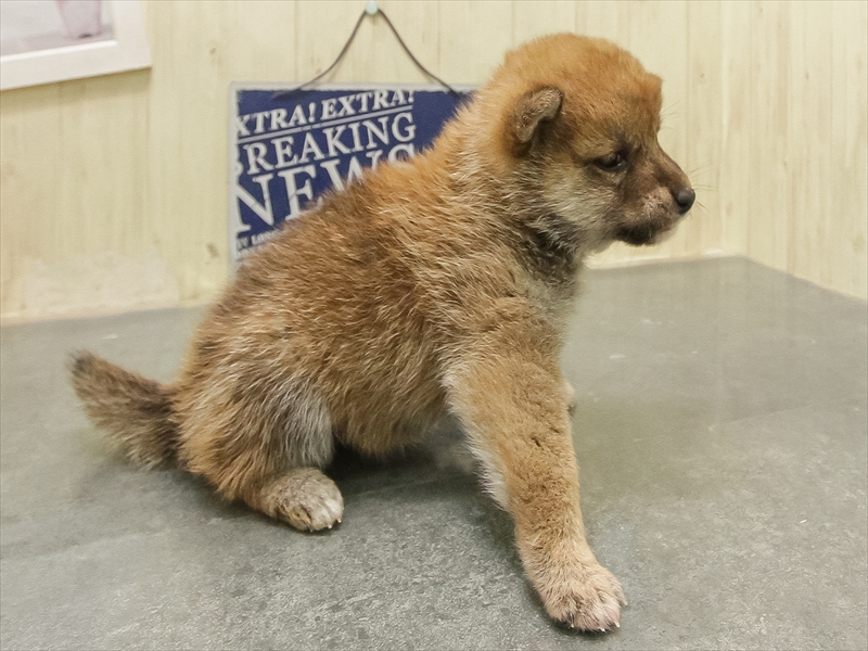 岩手県の豆柴 (ワンラブイオンモール盛岡店/2025年10月25日生まれ/女の子/赤)の子犬の2枚目の画像
