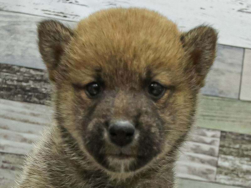 静岡県の豆柴 (ワンラブららぽーと沼津店/2025年10月25日生まれ/男の子/赤)の子犬の1枚目の画像