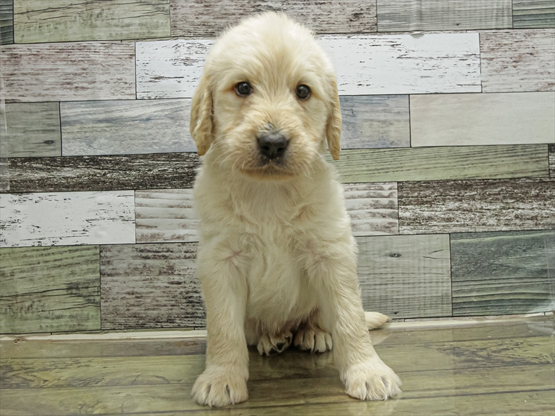 愛知県のラブラドゥードル(ラブラドールレトリーバー×プードル) (ワンラブおっきなもふもふ名古屋総本店/2025年10月26日生まれ/男の子/イエロー)の子犬の3枚目の画像