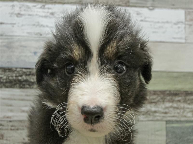 福岡県のボーダーコリー (ワンラブ福岡総本店/2025年10月25日生まれ/男の子/ブラックホワイトタン)の子犬の1枚目の画像