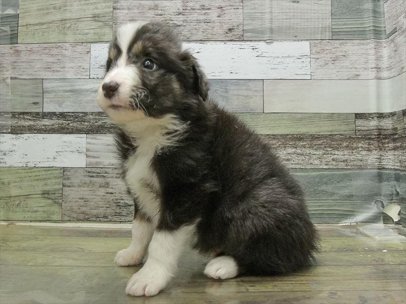 福岡県のボーダーコリー (ワンラブ福岡総本店/2025年10月25日生まれ/男の子/ブラックホワイトタン)の子犬の2枚目の画像