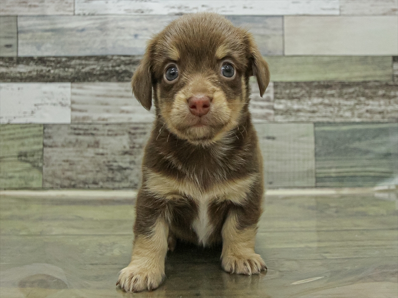 岩手県のチワックス(チワワ×ダックス) (ワンラブイオンモール盛岡店/2025年10月25日生まれ/男の子/チョコレートタン)の子犬の3枚目の画像