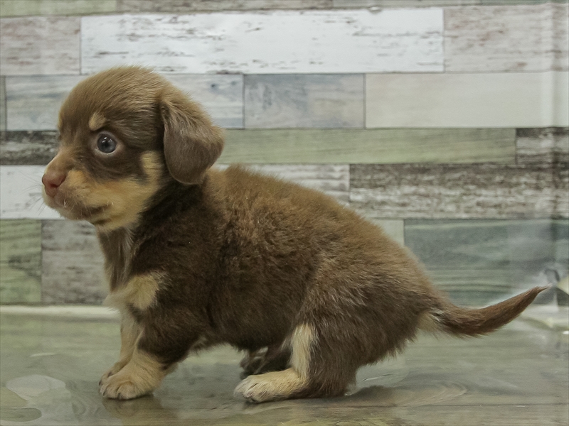 岩手県のチワックス(チワワ×ダックス) (ワンラブイオンモール盛岡店/2025年10月25日生まれ/男の子/チョコレートタン)の子犬の2枚目の画像