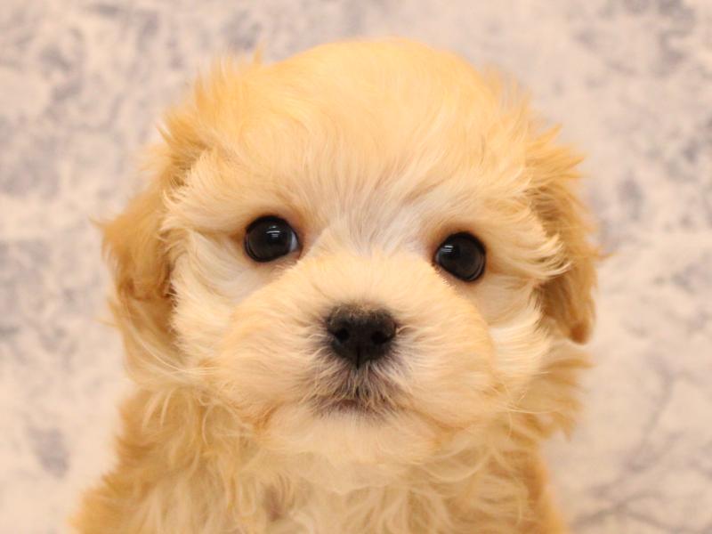 埼玉県のマルプー(マルチーズ×プードル) (ワンラブ埼玉寄居店/2025年10月24日生まれ/男の子/アプリコット)の子犬の1枚目の画像