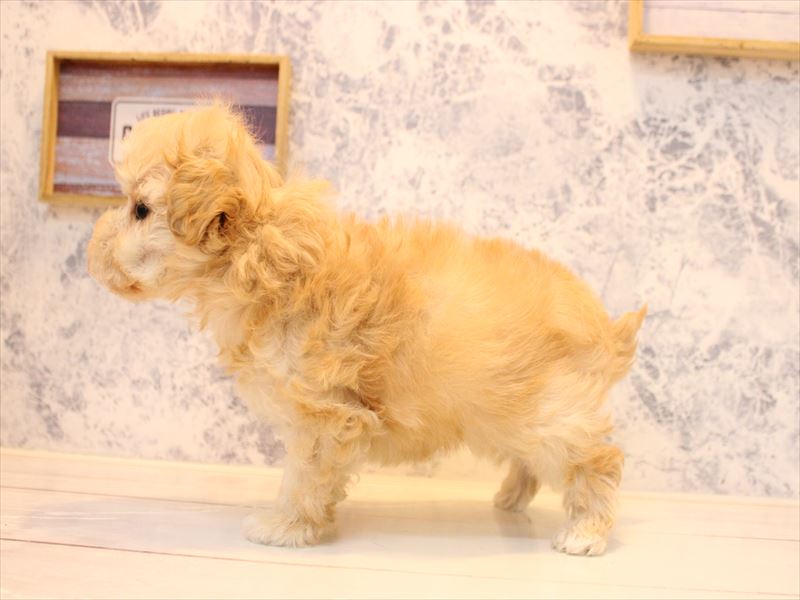 埼玉県のマルプー(マルチーズ×プードル) (ワンラブ埼玉寄居店/2025年10月24日生まれ/男の子/アプリコット)の子犬の3枚目の画像