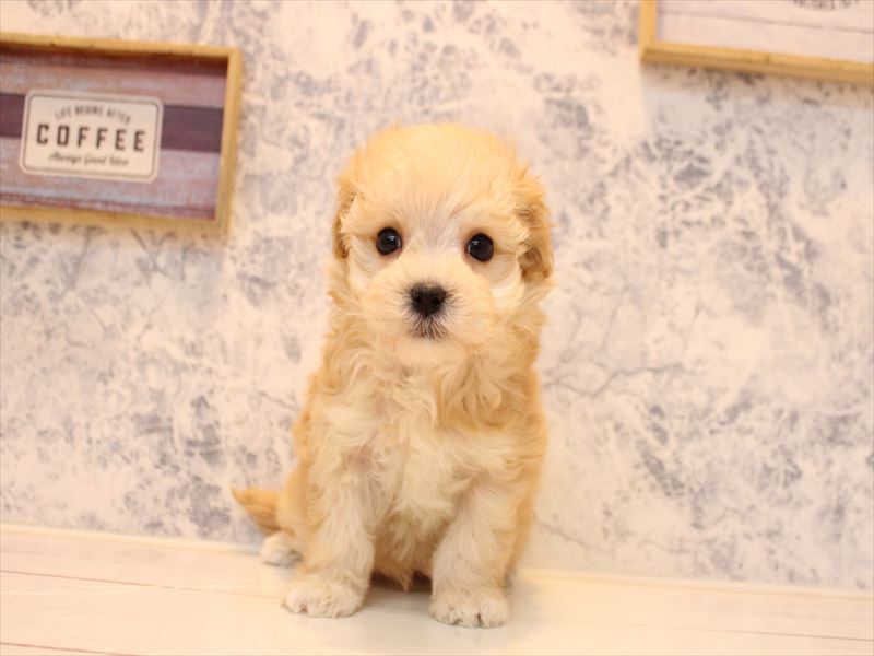 埼玉県のマルプー(マルチーズ×プードル) (ワンラブ埼玉寄居店/2025年10月24日生まれ/男の子/アプリコット)の子犬の2枚目の画像