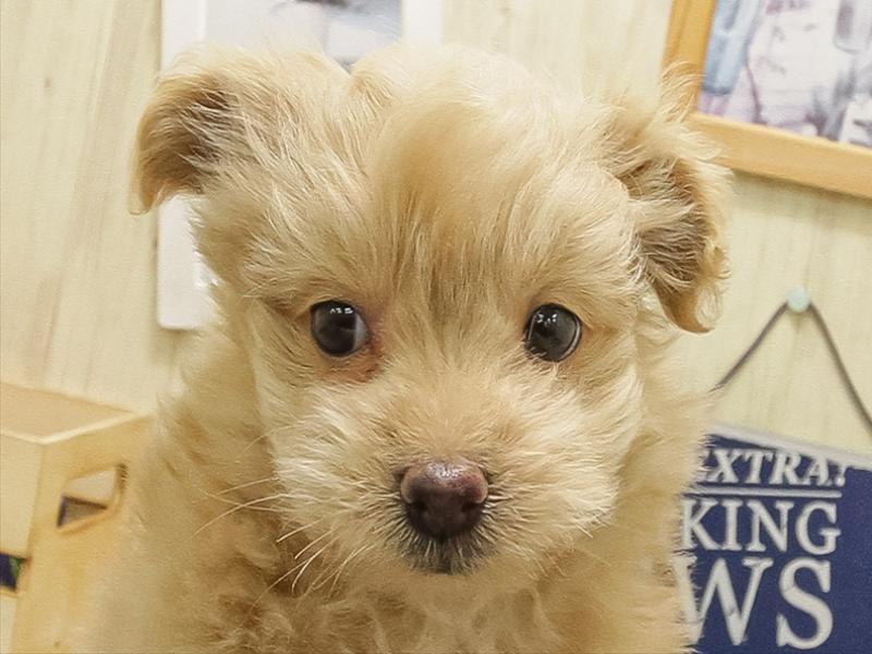 愛知県のポメプー(ポメラニアン×プードル) (ワンラブイオンモール新瑞橋店/2025年10月25日生まれ/男の子/アプリコット)の子犬の1枚目の画像