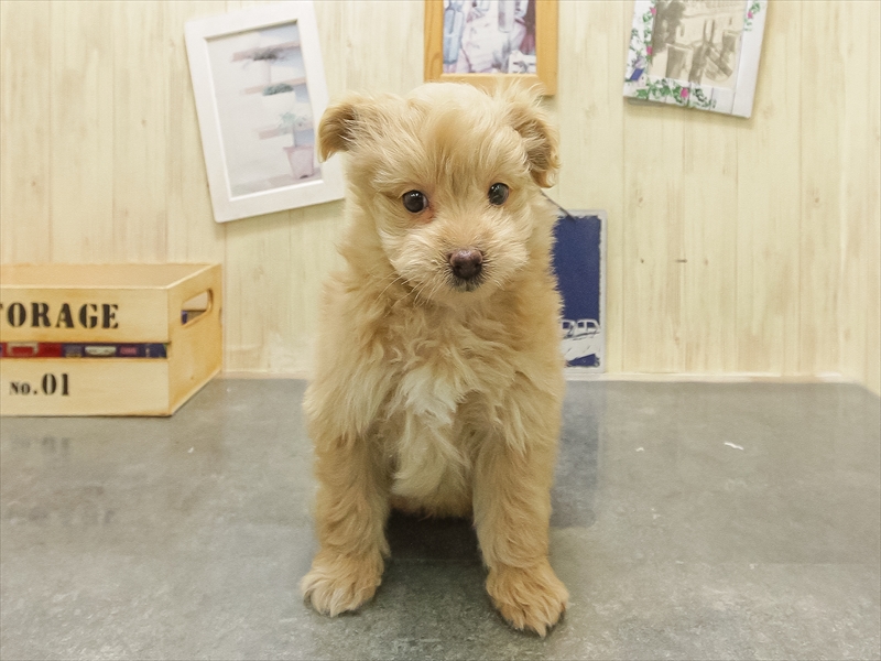 愛知県のポメプー(ポメラニアン×プードル) (ワンラブイオンモール新瑞橋店/2025年10月25日生まれ/男の子/アプリコット)の子犬の3枚目の画像