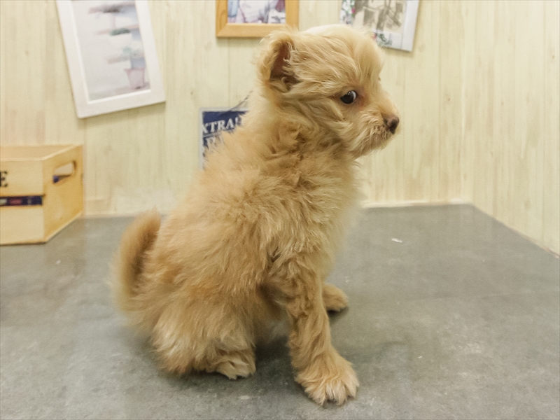 愛知県のポメプー(ポメラニアン×プードル) (ワンラブイオンモール新瑞橋店/2025年10月25日生まれ/男の子/アプリコット)の子犬の2枚目の画像