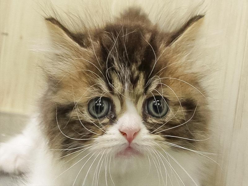 岡山県のミヌエット (ワンラブアリオ倉敷店/2025年10月23日生まれ/男の子/ブラウンタビーホワイト)の子猫の1枚目の画像