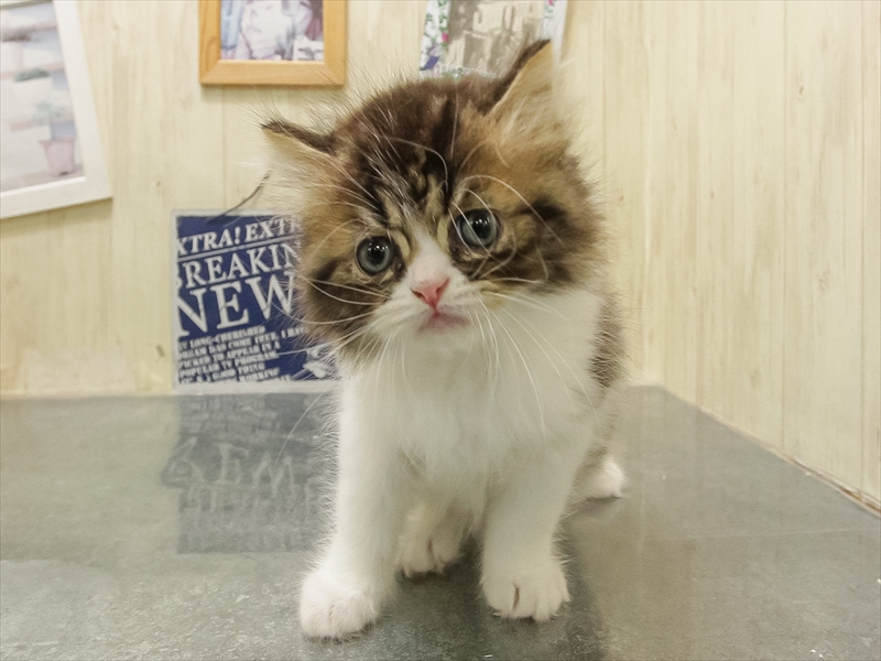 岡山県のミヌエット (ワンラブアリオ倉敷店/2025年10月23日生まれ/男の子/ブラウンタビーホワイト)の子猫の3枚目の画像