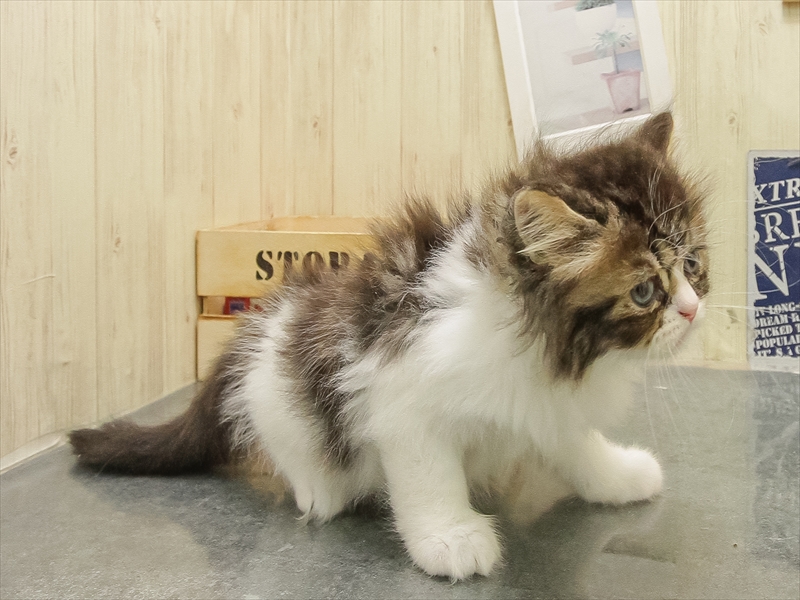 岡山県のミヌエット (ワンラブアリオ倉敷店/2025年10月23日生まれ/男の子/ブラウンタビーホワイト)の子猫の2枚目の画像