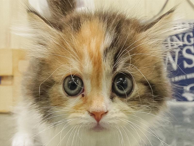 愛知県のミヌエット (ワンラブららぽーと安城店/2025年10月23日生まれ/女の子/キャリコ)の子猫の1枚目の画像