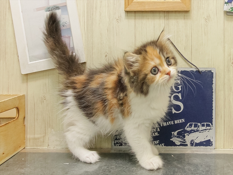 愛知県のミヌエット (ワンラブららぽーと安城店/2025年10月23日生まれ/女の子/キャリコ)の子猫の2枚目の画像