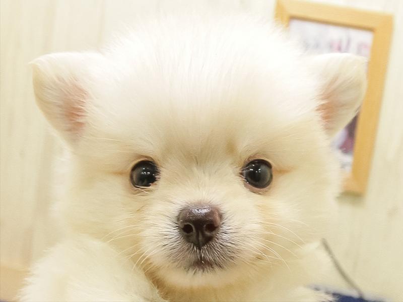 福岡県のポメチワ/チワポメ/ポメチー(ポメラニアン×チワワ) (ワンラブ福岡総本店/2025年10月25日生まれ/男の子/クリーム)の子犬の1枚目の画像