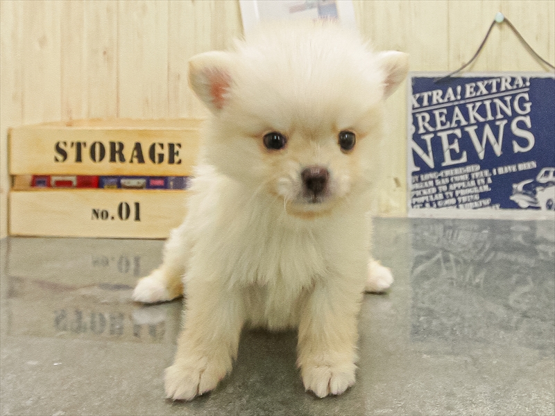 福岡県のポメチワ/チワポメ/ポメチー(ポメラニアン×チワワ) (ワンラブ福岡総本店/2025年10月25日生まれ/男の子/クリーム)の子犬の3枚目の画像