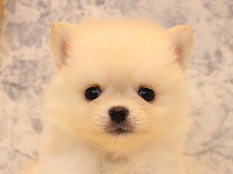 埼玉県のポメチワ/チワポメ/ポメチー(ポメラニアン×チワワ) (ワンラブ埼玉寄居店/2025年10月25日生まれ/男の子/クリーム)の子犬の1枚目の画像