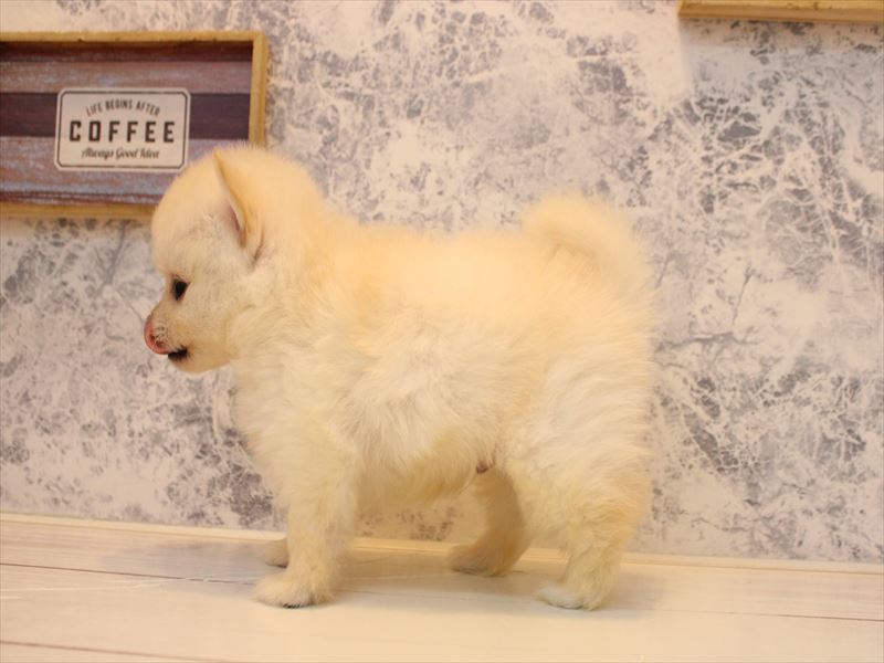 埼玉県のポメチワ/チワポメ/ポメチー(ポメラニアン×チワワ) (ワンラブ埼玉寄居店/2025年10月25日生まれ/男の子/クリーム)の子犬の3枚目の画像