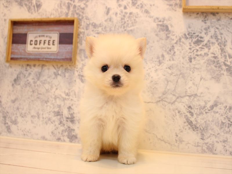 埼玉県のポメチワ/チワポメ/ポメチー(ポメラニアン×チワワ) (ワンラブ埼玉寄居店/2025年10月25日生まれ/男の子/クリーム)の子犬の2枚目の画像