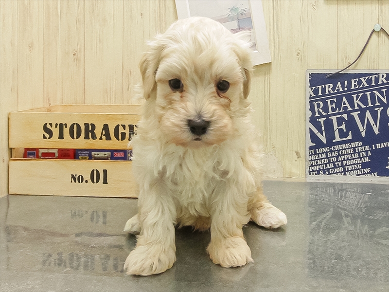 秋田県のマルプー(マルチーズ×プードル) (ワンラブフレスポ御所野店/2025年10月24日生まれ/男の子/クリーム)の子犬の3枚目の画像