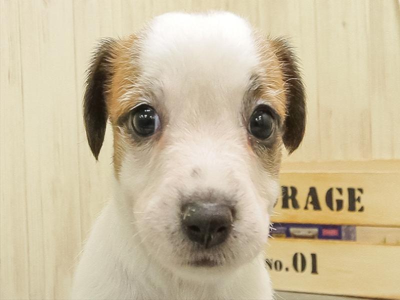 静岡県のジャックラッセルテリア (ワンラブカインズ沼津店/2025年10月26日生まれ/男の子/ホワイトタン)の子犬の1枚目の画像