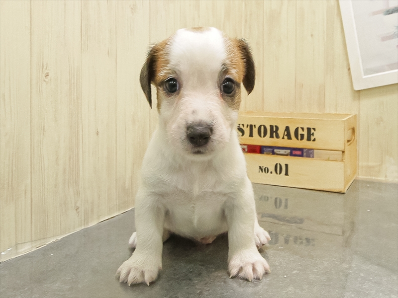 静岡県のジャックラッセルテリア (ワンラブカインズ沼津店/2025年10月26日生まれ/男の子/ホワイトタン)の子犬の3枚目の画像
