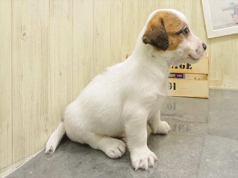 静岡県のジャックラッセルテリア (ワンラブカインズ沼津店/2025年10月26日生まれ/男の子/ホワイトタン)の子犬の2枚目の画像