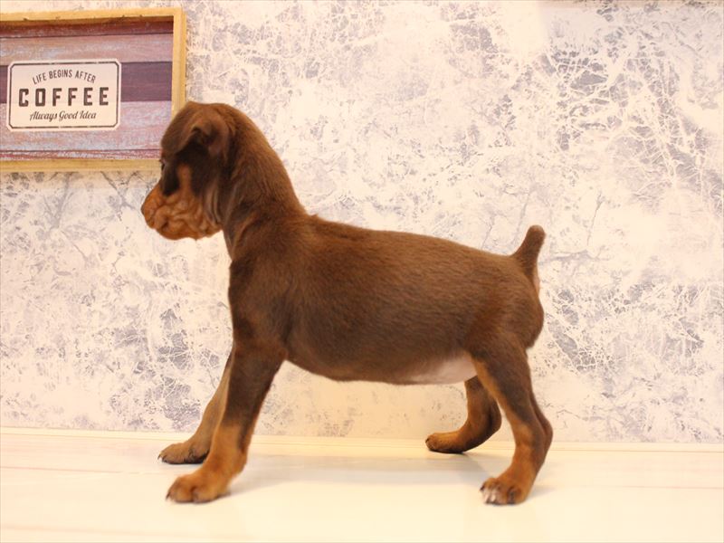 埼玉県のミニチュアピンシャー (ワンラブ埼玉寄居店/2025年10月24日生まれ/女の子/チョコレートタン)の子犬の3枚目の画像