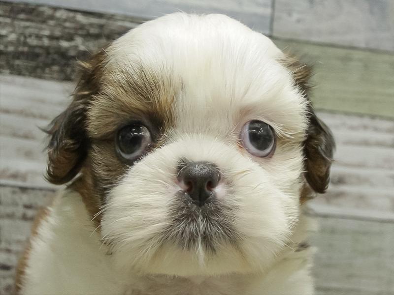 愛知県のシーズー (ワンラブイオンモール新瑞橋店/2025年10月25日生まれ/女の子/ゴールドホワイト)の子犬の1枚目の画像