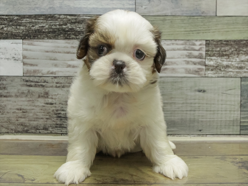 愛知県のシーズー (ワンラブイオンモール新瑞橋店/2025年10月25日生まれ/女の子/ゴールドホワイト)の子犬の3枚目の画像