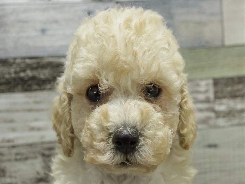 愛知県のトイプードル(トイ) (ワンラブイオンモール新瑞橋店/2025年10月26日生まれ/女の子/クリーム)の子犬の1枚目の画像