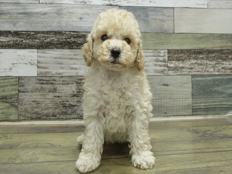 愛知県のトイプードル(トイ) (ワンラブイオンモール新瑞橋店/2025年10月26日生まれ/女の子/クリーム)の子犬の3枚目の画像