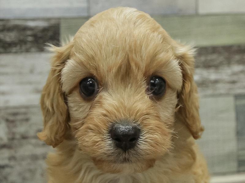 滋賀県のキャバプー(キャバリア×プードル) (ワンラブカインズ彦根店/2025年10月24日生まれ/女の子/クリーム)の子犬の1枚目の画像